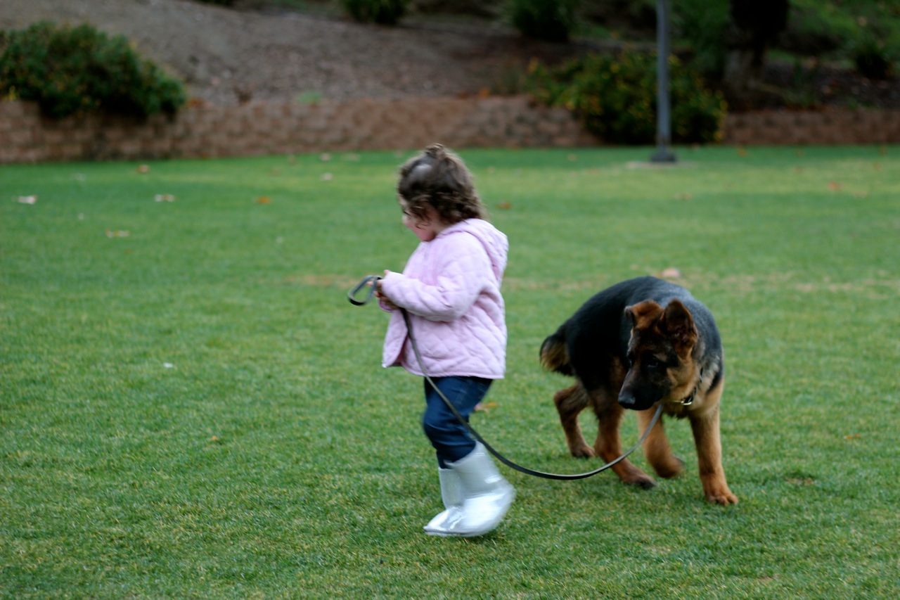 In-Board Training at All Dogs Train in Wildomar