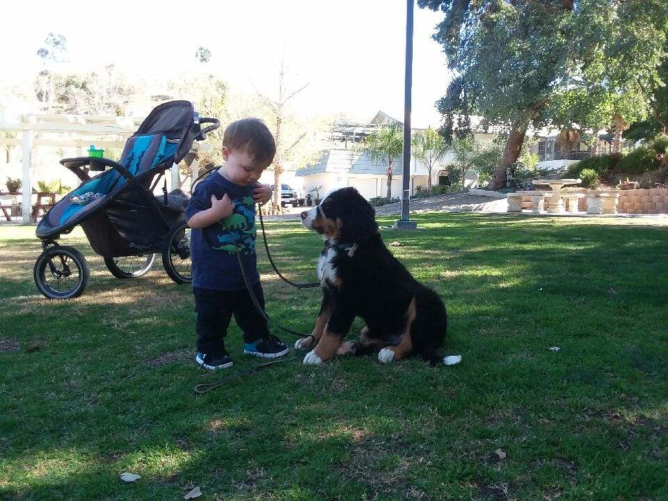 Private Training at All Dogs Train in Wildomar